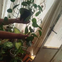 پتوس گل