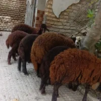 بره|حیوانات مزرعه|گرگان, |دیوار