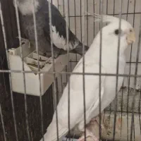 پرنده عروس