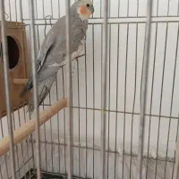 نر و ماده|پرنده|ملایر, |دیوار