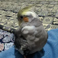گمشده