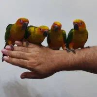 جوجه خورشیدی سانکانور