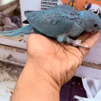 ملنگو آبی سرلاکی