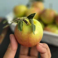 سیب گلاب شاهکوه