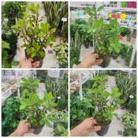 گل مرجان خرفه هویا پاپیتال آگلونما استند لیکاپن