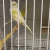 قناری زرد کمشده