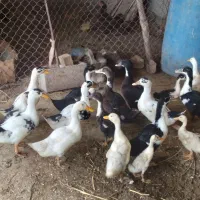 تعدادی غاز ونیمچه اوردک ومرغ