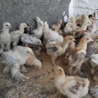 جوجه برهما