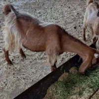 بزجوان و کهره