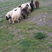 گوسفند زنده کم دنبه
