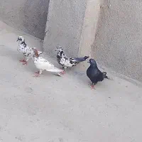 کبوتر|پرنده|قشم, |دیوار