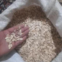 تخمه کدو درجه1