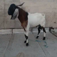 نربز گله ای