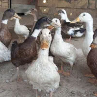 اردک