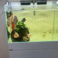 آکواریوم ریملس با میزapaو ماهی دیسکس با همه چی