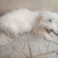 سگ شیتزو با توله
