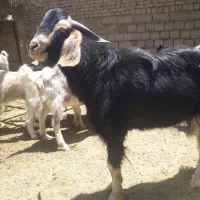 ۴ عدد بز و یک دبر تماس