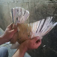 نروماده کلاغ کربلایی هفترنگ خال سیا.بادم سفیدلکه