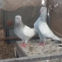 سینه سبز آبی و سینه سوسنی
