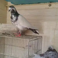 کفتر برج
