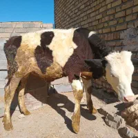 گوساله نر