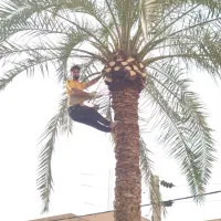 قطع نخل سمپاشی نخل هرس نخل درخت بریدن نخل تمیزنخل