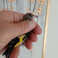 جوجه سهره نر