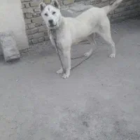 سگ عراقی اصل ماده ۱۱ ماهه قیمت مناسب و توافقی