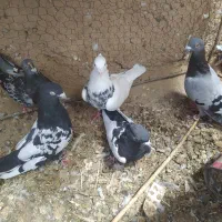 کبوتر