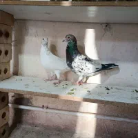 کبوتر سرور مسافتی