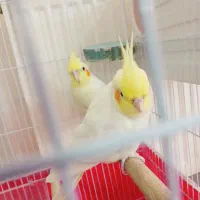عروس هلندی لوتینو مولد با قفس و وسایل