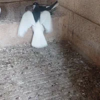 خال سیاه و ساده سیاه ماده