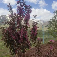 زمین-ویلایی-در-یام-مرند