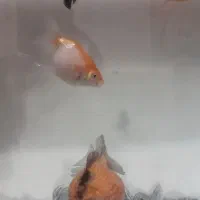 فروش یکی از خاص ترین نژاد های گلد فیش