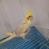 عروس هلندی