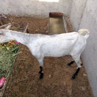 یک بز صلاله سر حال