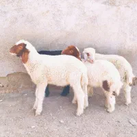 4 عدد بره نر عراقی درجه یک ،  گوسفند