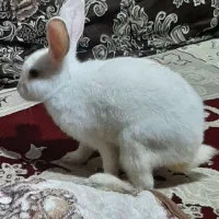 یک عدد خرگوش بازی گوش ناز