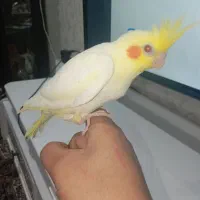 جوجه عروس هلندی