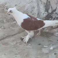 کبوتر
