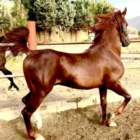 سیلمی جهت کشش عکسهای اخر تولیدات سیلمی هستند