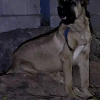سگ سراب