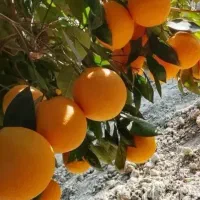 پرتغال سایز درجه یک