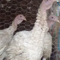 بوقلمون بیوتی گوشتی