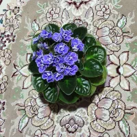 گل بنفشه|گل و گیاه طبیعی|رشت, کوی مهر|دیوار