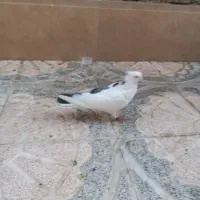 کبوتر رفتنی