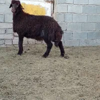 بره قوچ هترو