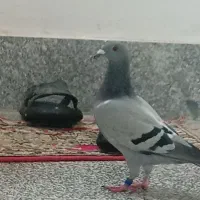 کبوتر مسافتی