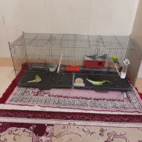 پرنده وقفس