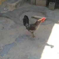 حیوانات خانگی